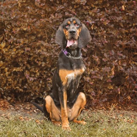 Sadie, an adoptable Bloodhound in Columbus, GA, 31907 | Photo Image 1