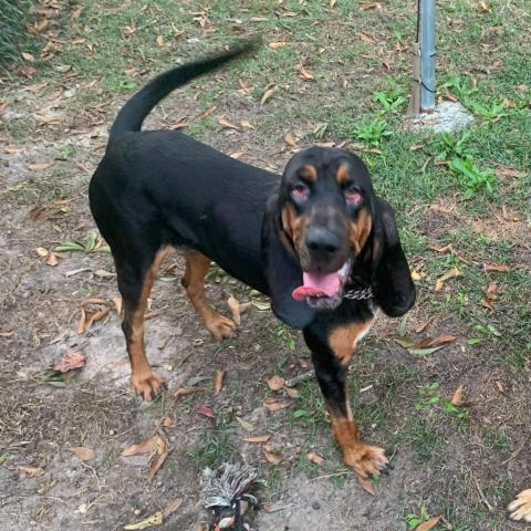 Sadie, an adoptable Bloodhound in Columbus, GA, 31907 | Photo Image 3