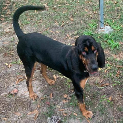 Sadie, an adoptable Bloodhound in Columbus, GA, 31907 | Photo Image 3