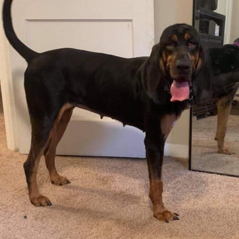 Sadie, an adoptable Bloodhound in Columbus, GA, 31907 | Photo Image 4