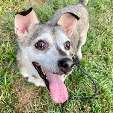 Jasper, an adoptable Chihuahua Mix in Falls Church, VA_image-4