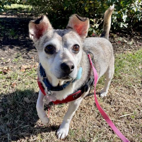 Jasper, an adoptable Chihuahua Mix in Falls Church, VA_image-5
