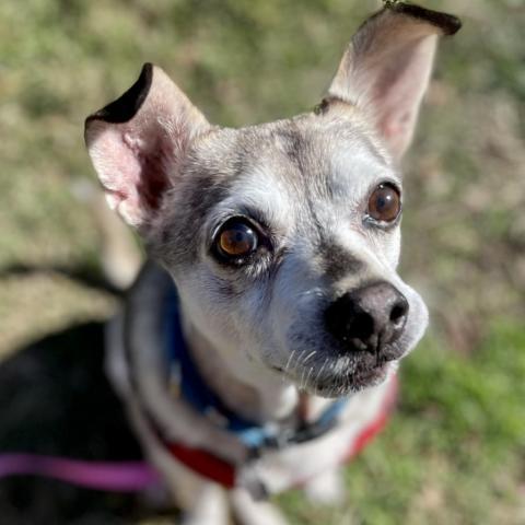 Jasper, an adoptable Chihuahua Mix in Falls Church, VA_image-6