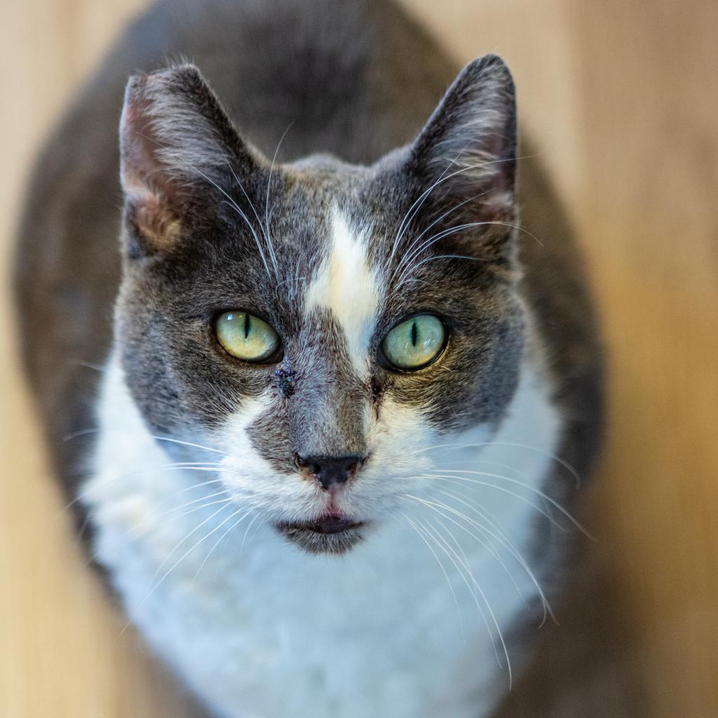 Richie, an adoptable Domestic Short Hair in St. Helena, CA, 94574 | Photo Image 1