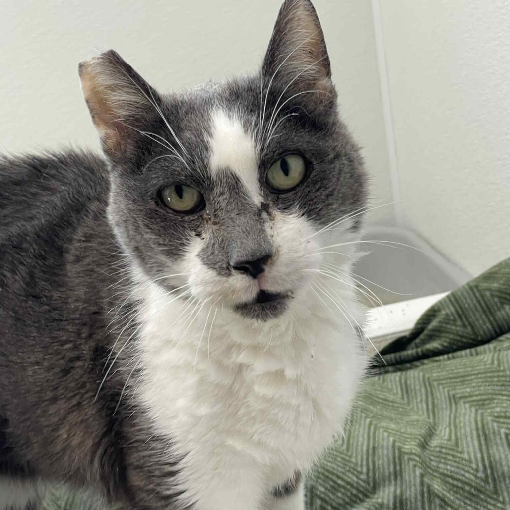 Richie, an adoptable Domestic Short Hair in St. Helena, CA, 94574 | Photo Image 1
