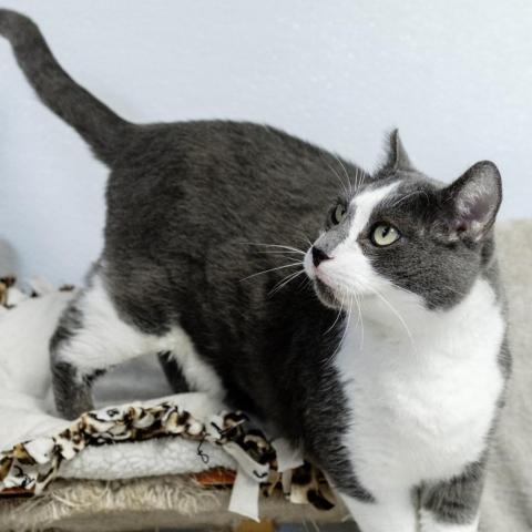 Richie, an adoptable Domestic Short Hair in St. Helena, CA, 94574 | Photo Image 2