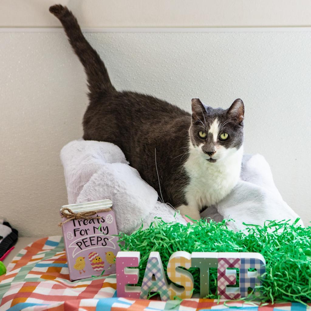 Richie, an adoptable Domestic Short Hair in St. Helena, CA, 94574 | Photo Image 3