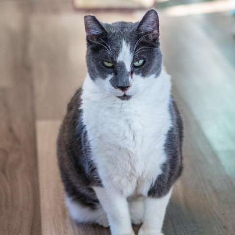 Richie, an adoptable Domestic Short Hair in St. Helena, CA, 94574 | Photo Image 5