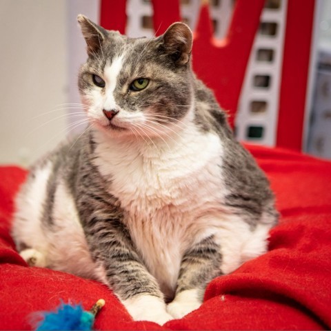 Gatsby, an adoptable Domestic Short Hair in St. Helena, CA, 94574 | Photo Image 1