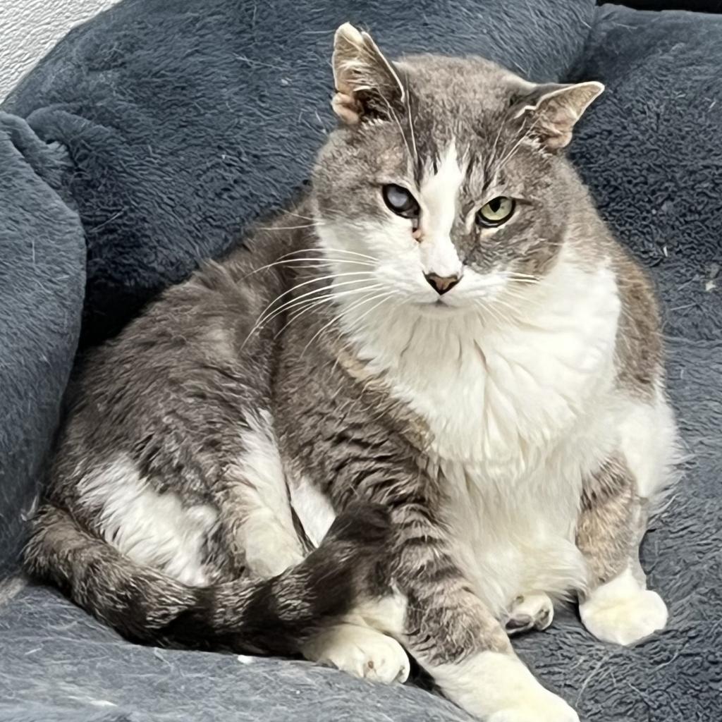 Gatsby, an adoptable Domestic Short Hair in St. Helena, CA, 94574 | Photo Image 1