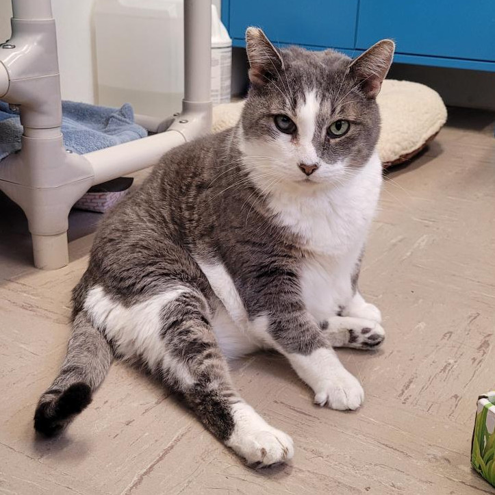 Gatsby, an adoptable Domestic Short Hair in St. Helena, CA, 94574 | Photo Image 1
