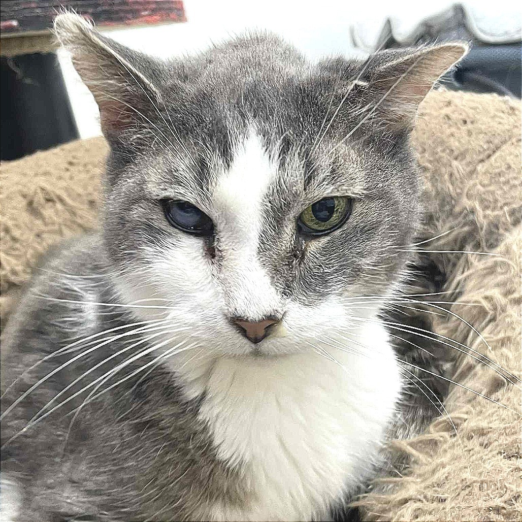 Gatsby, an adoptable Domestic Short Hair in St. Helena, CA, 94574 | Photo Image 1