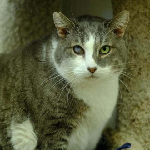 Gatsby, an adoptable Domestic Short Hair in St. Helena, CA, 94574 | Photo Image 2