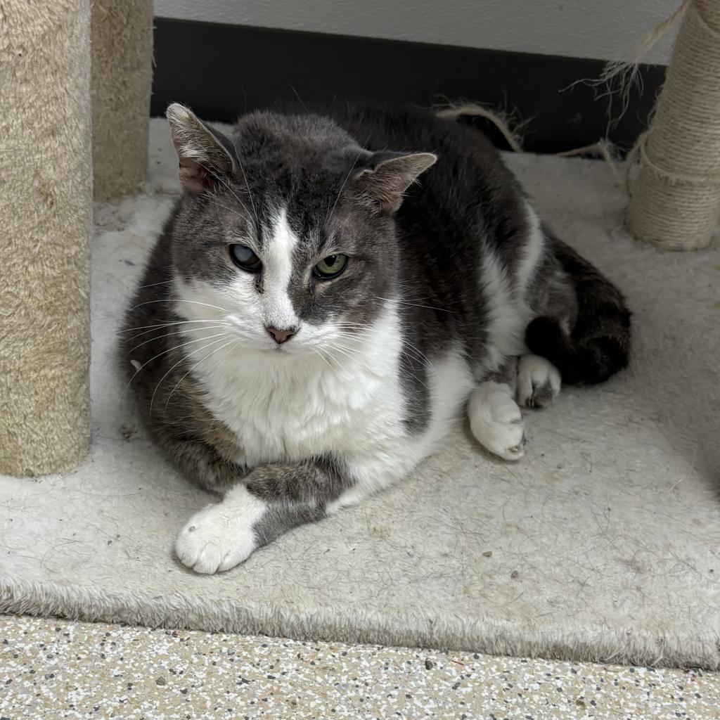 Gatsby, an adoptable Domestic Short Hair in St. Helena, CA, 94574 | Photo Image 2