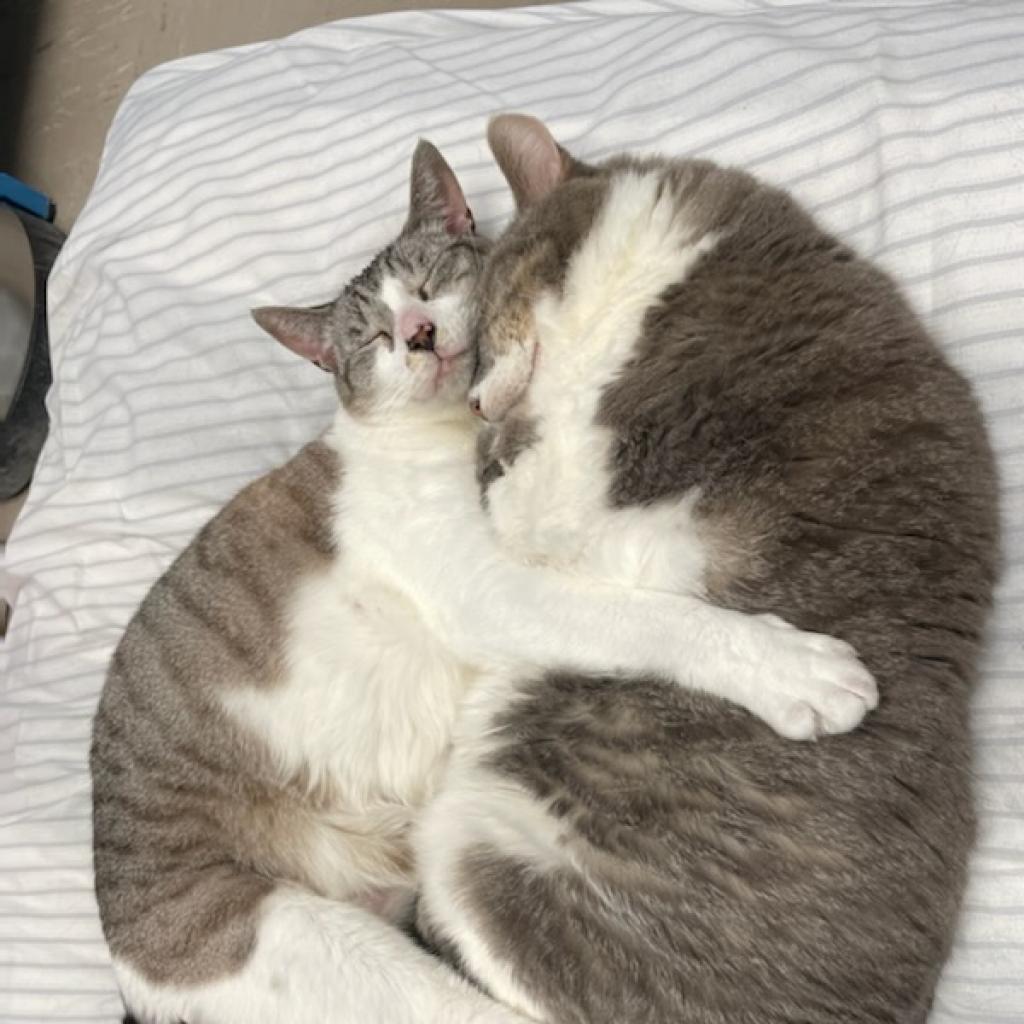 Gatsby, an adoptable Domestic Short Hair in St. Helena, CA, 94574 | Photo Image 5