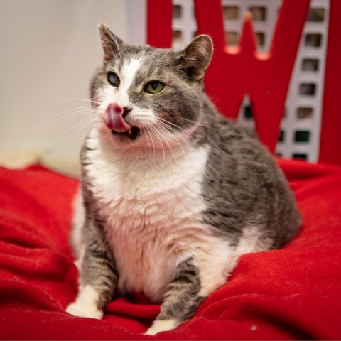 Gatsby, an adoptable Domestic Short Hair in St. Helena, CA, 94574 | Photo Image 6