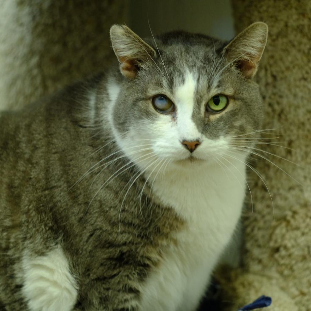 Gatsby, an adoptable Domestic Short Hair in St. Helena, CA, 94574 | Photo Image 6