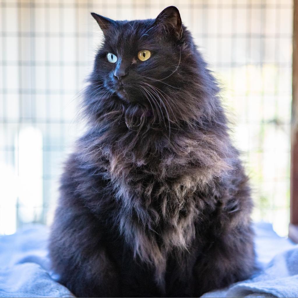 Perla, an adoptable Domestic Long Hair in St. Helena, CA, 94574 | Photo Image 1