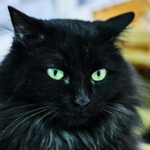 Perla, an adoptable Domestic Long Hair in St. Helena, CA, 94574 | Photo Image 2