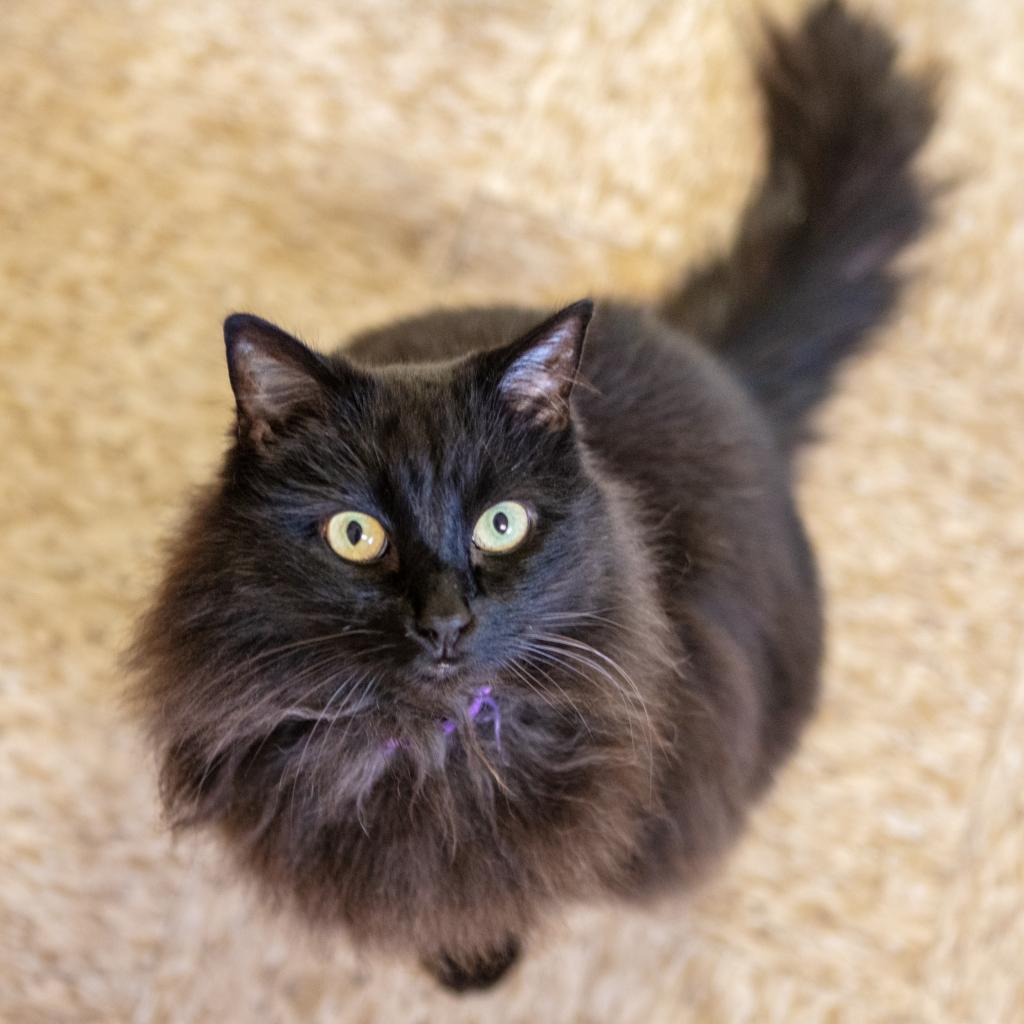 Perla, an adoptable Domestic Long Hair in St. Helena, CA, 94574 | Photo Image 2