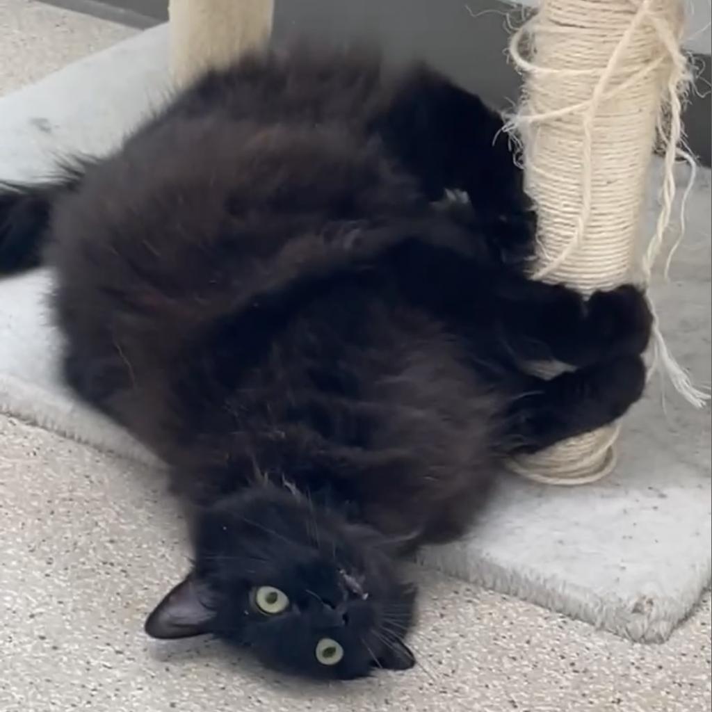 Perla