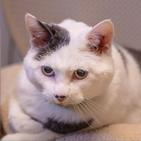 Camille, an adoptable Domestic Short Hair in St. Helena, CA, 94574 | Photo Image 1