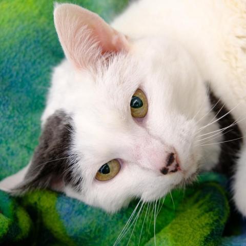 Camille, an adoptable Domestic Short Hair in St. Helena, CA, 94574 | Photo Image 2