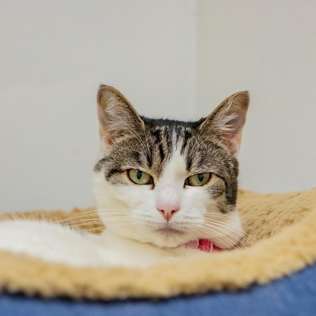 Olive, an adoptable Domestic Short Hair in St. Helena, CA, 94574 | Photo Image 1