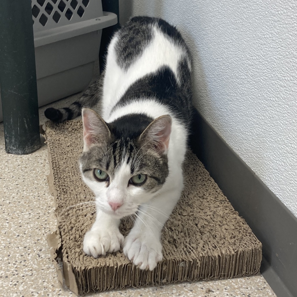 Olive, an adoptable Domestic Short Hair in St. Helena, CA, 94574 | Photo Image 1