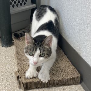 Olive, Senior Female Domestic Short Hair