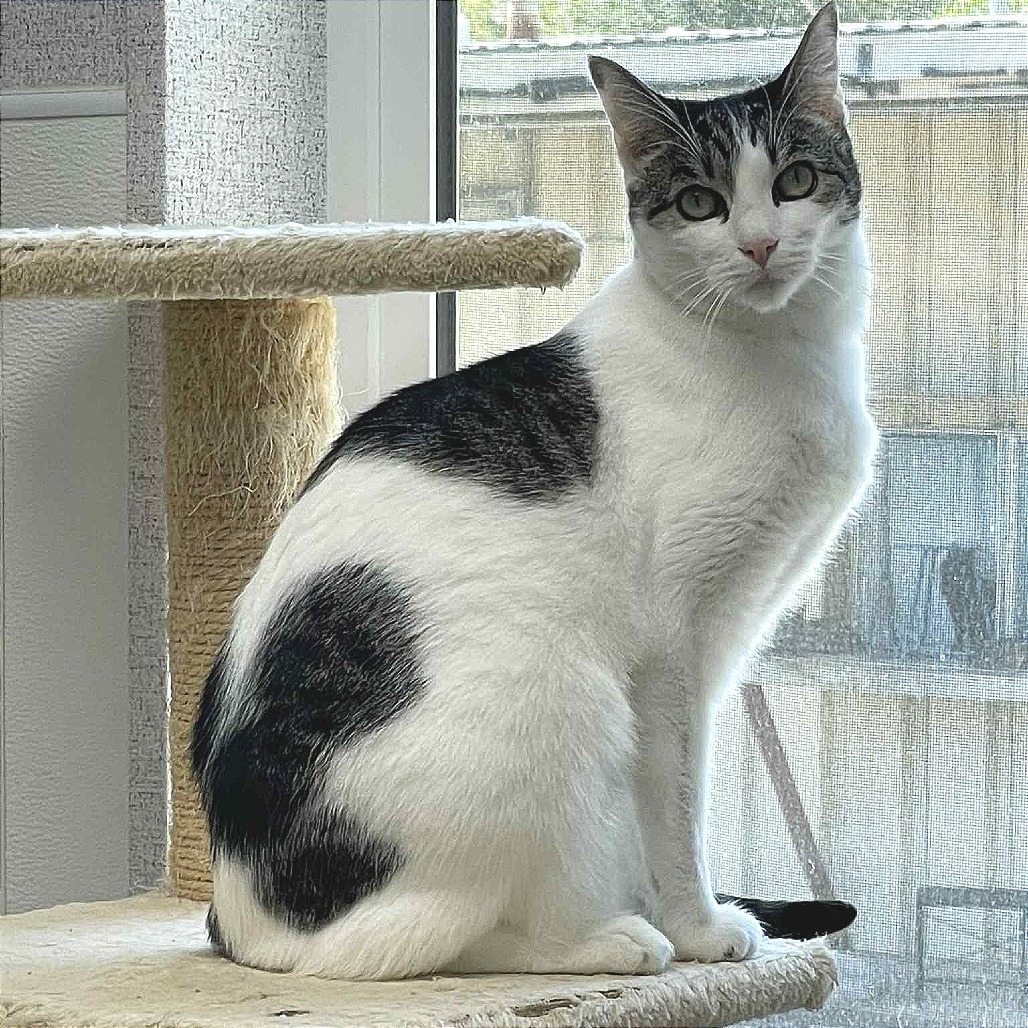 Olive, an adoptable Domestic Short Hair in St. Helena, CA, 94574 | Photo Image 1