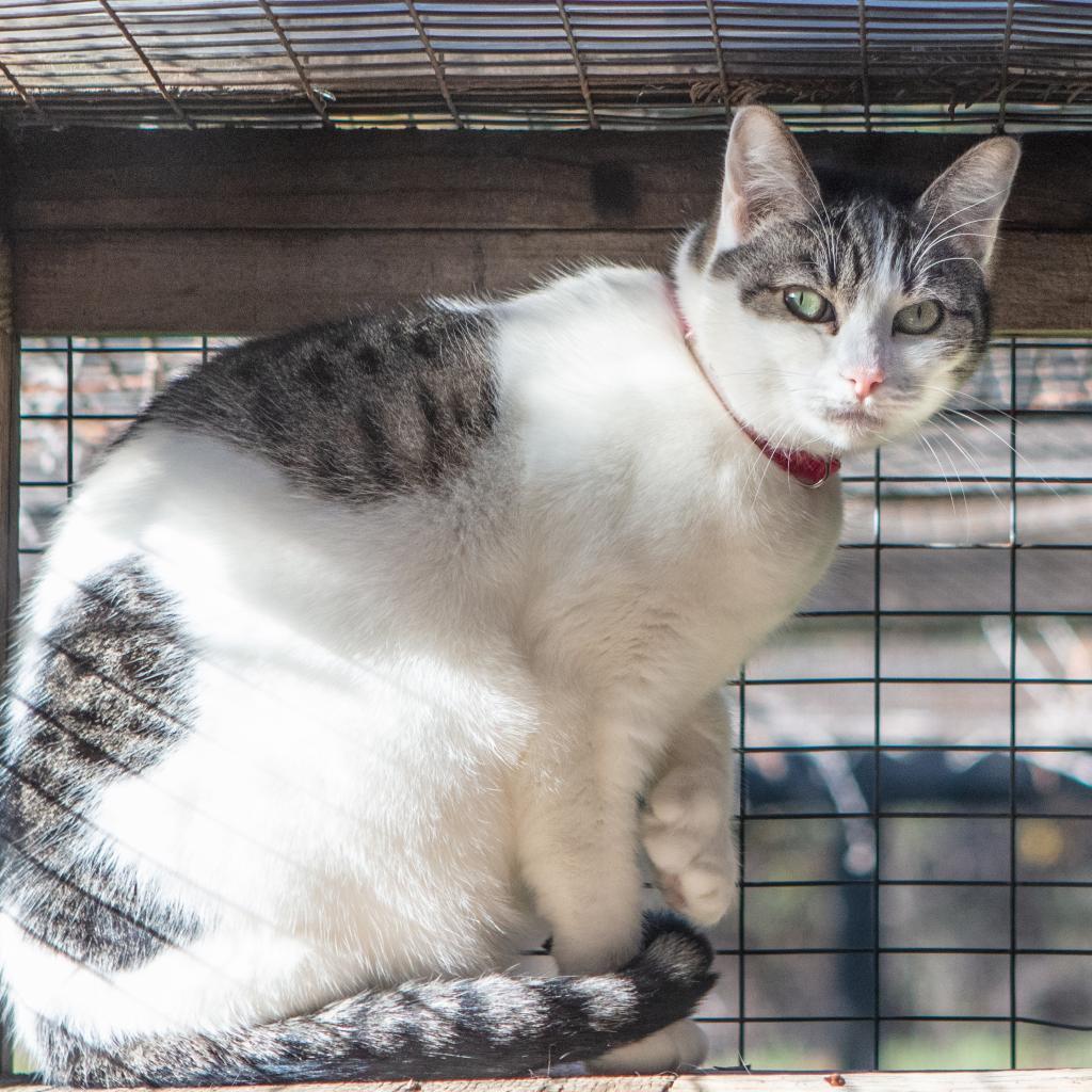 Olive, an adoptable Domestic Short Hair in St. Helena, CA, 94574 | Photo Image 3