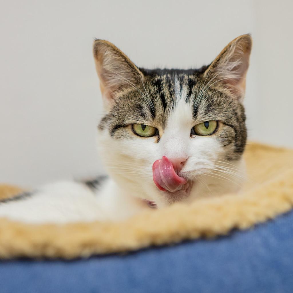 Olive, an adoptable Domestic Short Hair in St. Helena, CA, 94574 | Photo Image 3