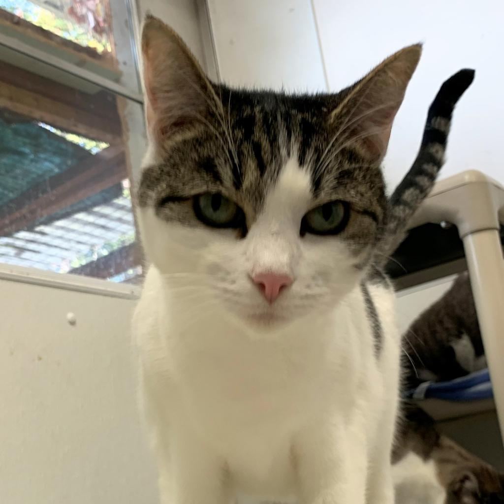 Olive, an adoptable Domestic Short Hair in St. Helena, CA, 94574 | Photo Image 4