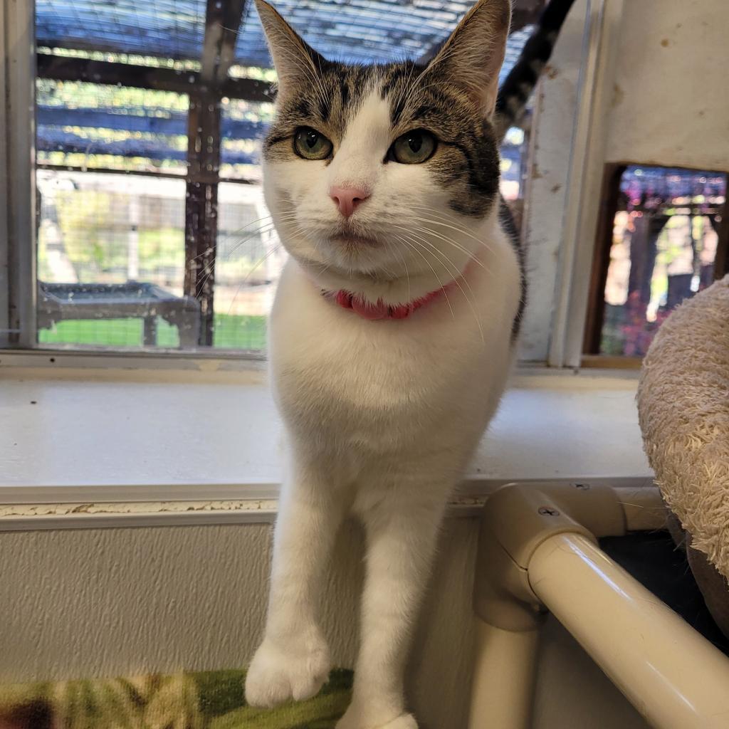 Olive, an adoptable Domestic Short Hair in St. Helena, CA, 94574 | Photo Image 5