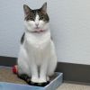 Olive photo 5