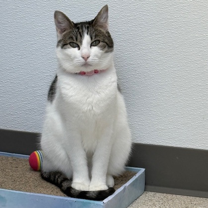 Olive, an adoptable Domestic Short Hair in St. Helena, CA, 94574 | Photo Image 5