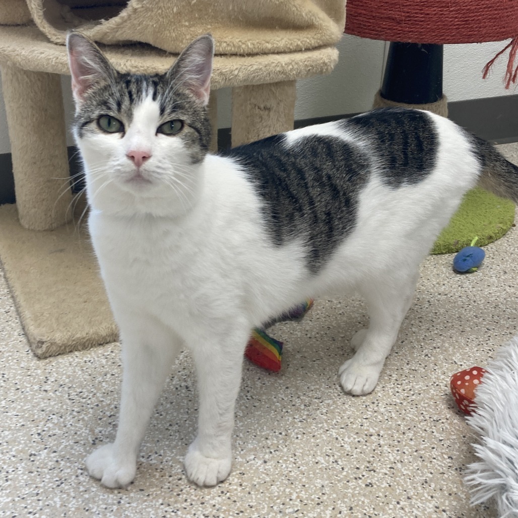 Olive, an adoptable Domestic Short Hair in St. Helena, CA, 94574 | Photo Image 6