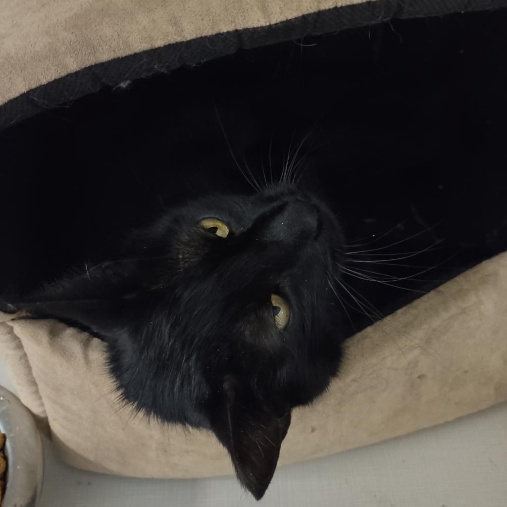 Pitch, an adoptable Domestic Short Hair in St. Helena, CA, 94574 | Photo Image 3