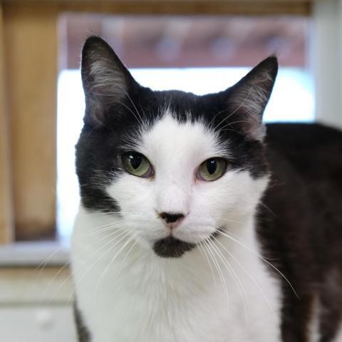 Kuro, an adoptable Domestic Short Hair in St. Helena, CA, 94574 | Photo Image 1