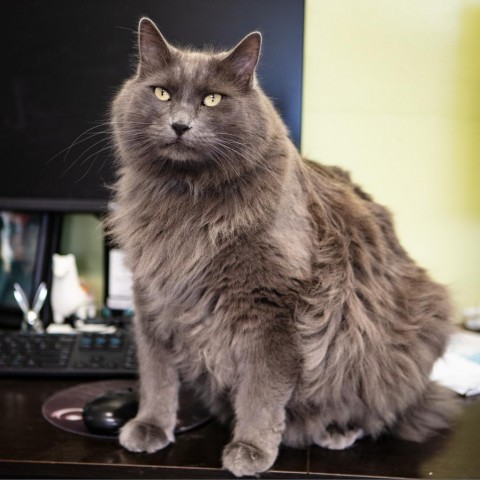 Tommy, an adoptable Nebelung in St. Helena, CA, 94574 | Photo Image 1