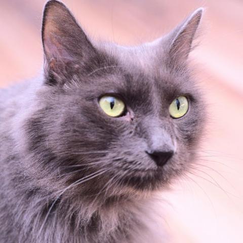 Tommy, an adoptable Nebelung in St. Helena, CA, 94574 | Photo Image 2