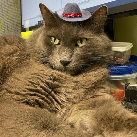Tommy, an adoptable Nebelung in St. Helena, CA, 94574 | Photo Image 3