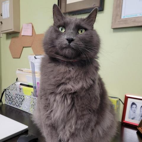 Tommy, an adoptable Nebelung in St. Helena, CA, 94574 | Photo Image 3