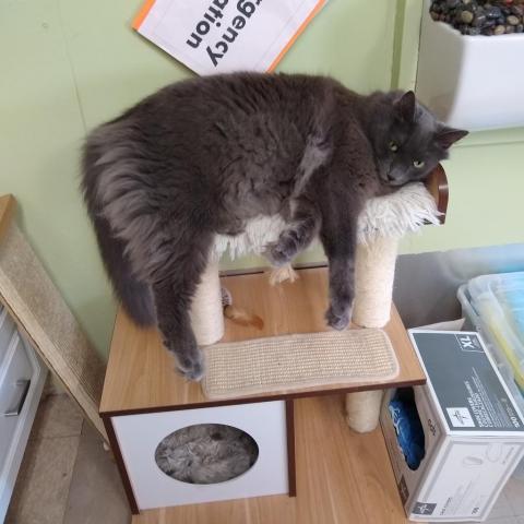 Tommy, an adoptable Nebelung in St. Helena, CA, 94574 | Photo Image 4