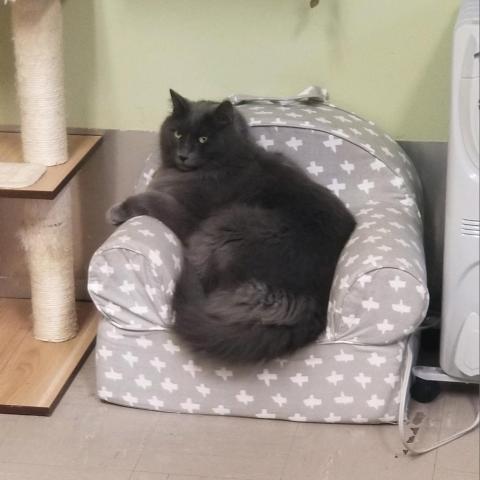 Tommy, an adoptable Nebelung in St. Helena, CA, 94574 | Photo Image 5