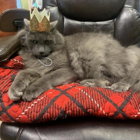 Tommy, an adoptable Nebelung in St. Helena, CA, 94574 | Photo Image 6