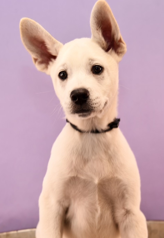 Mama Praline Pup - Palmer