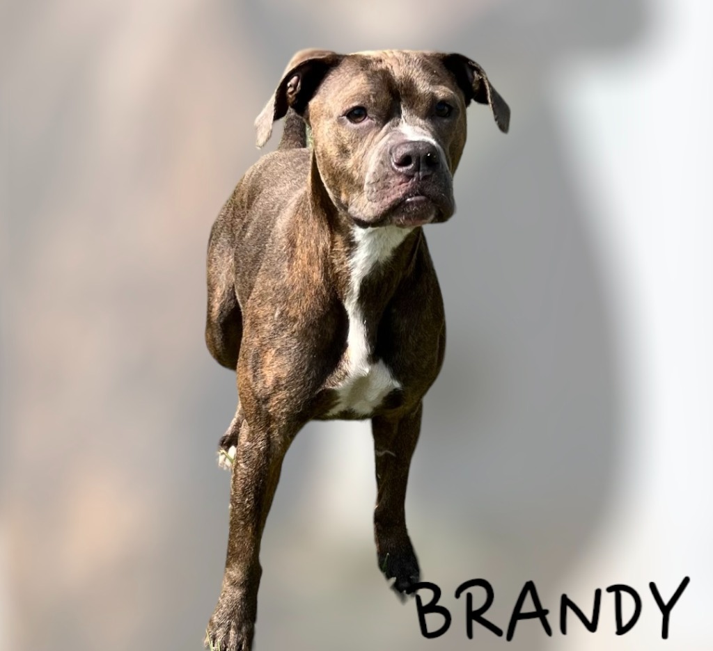 BRANDY