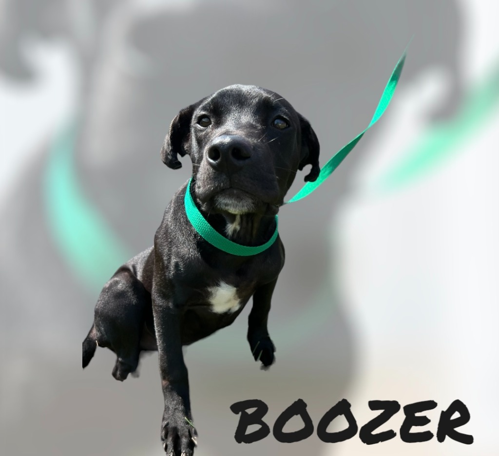 BOOZER